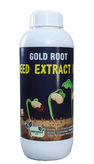 GOLD ROOT