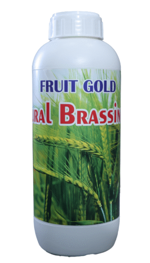 FRUIT GOLD