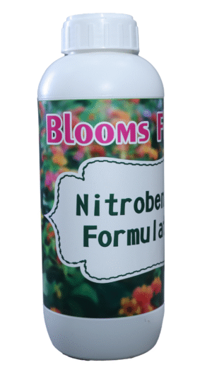 BLOOMS FLOWER