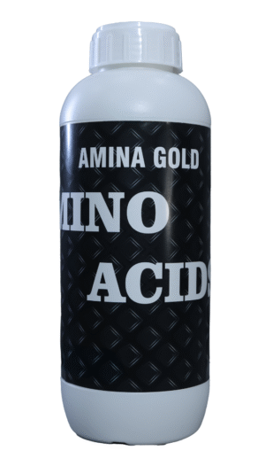 AMINA GOLD