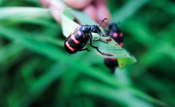 Red and Black Beetle on a Leaf