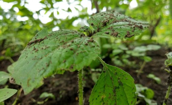 fungicide