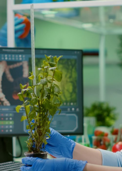 Researcher woman measuring eco sapling while observing biological transformation Researcher woman measuring eco sapling while observing biological transformation. Scientist biologist examining genetic mutation on plants, working in biotechnology laboratory